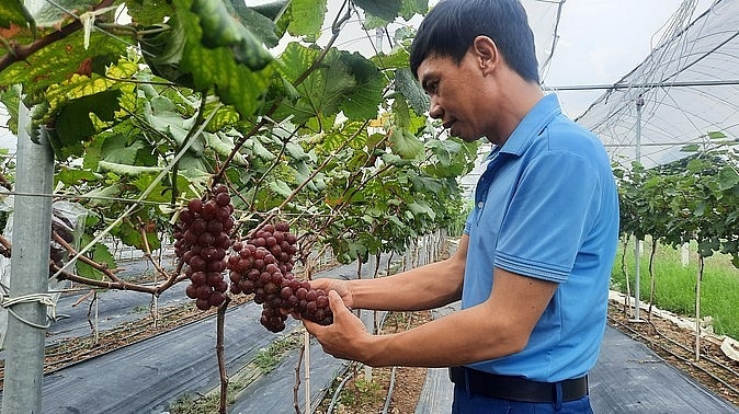 Người tiên phong trồng nho Hạ Đen ở Đông Triều, kỳ vọng tạo sức hút khách du lịch