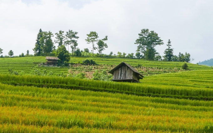 Sáu điểm ngắm mùa lúa chín sớm ở Sa Pa dịp 2 9