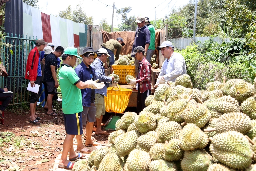 Tây Nguyên Cò đất thất nghiệp chuyển hướng sang môi giới sầu riêng