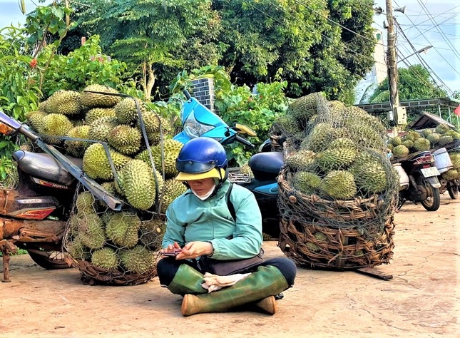 Đắk Lắk Điêu đứng vì cơn sốt sầu riêng