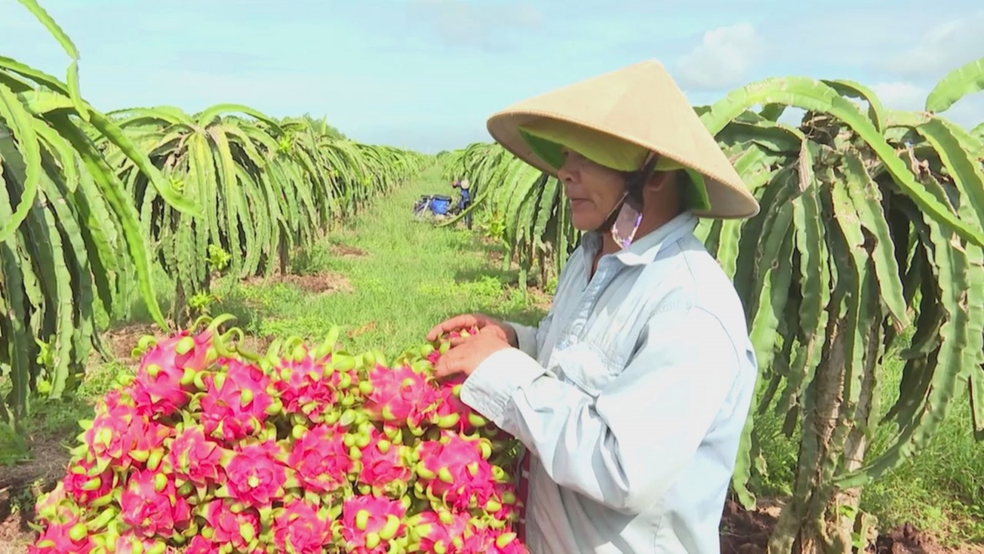 Tìm lại vị thế xuất khẩu cho “trái cây tỷ đô”