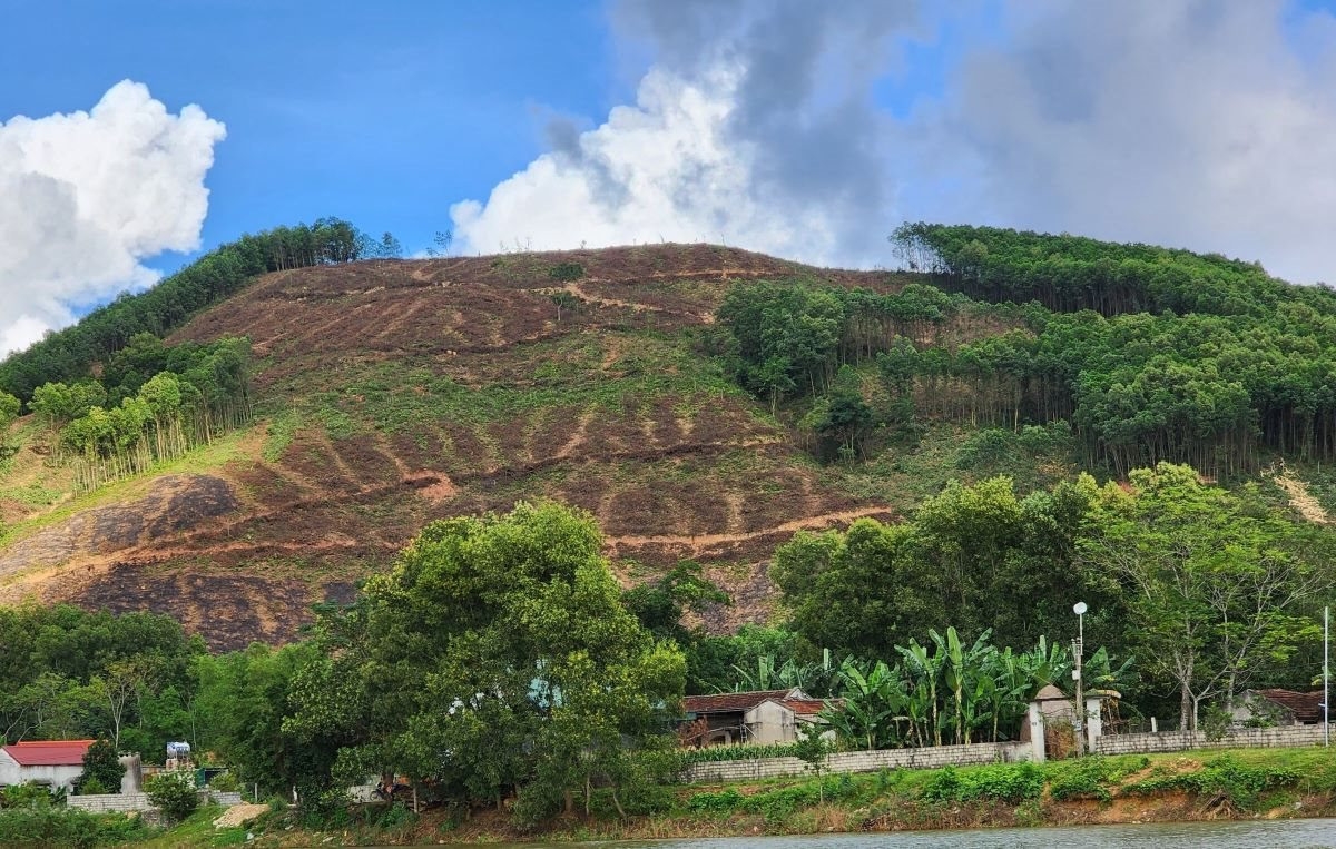 Công an điều tra nhóm bảo kê thu mua cây keo ở Thanh Hóa