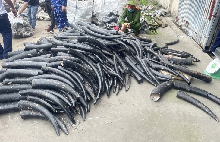 Hải Phòng bắt lô ngà voi số lượng lớn ngụy trang bằng cách sơn đen