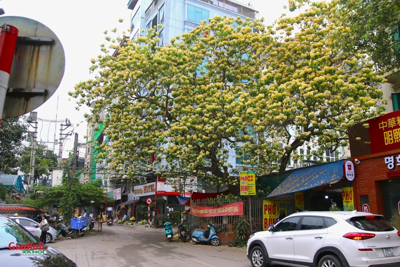 Cây hoa bún 300 tuổi bung nở vàng rực, người dân Hà Nội thích thú check in