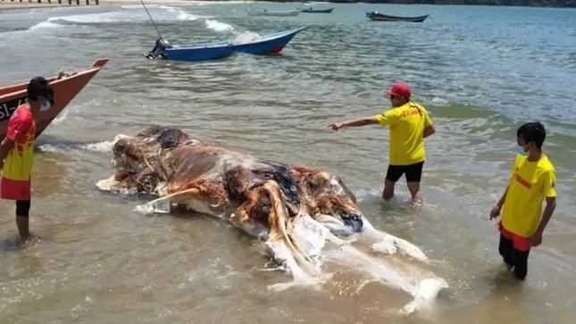 Sinh vật kỳ lạ trôi dạt trên bãi biển Malaysia