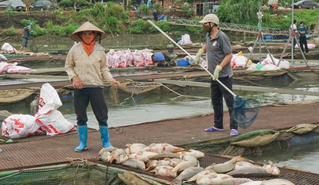 Hàng trăm tấn cá chết bất thường, nông dân Hải Dương nguy cơ mất trắng cơ nghiệp