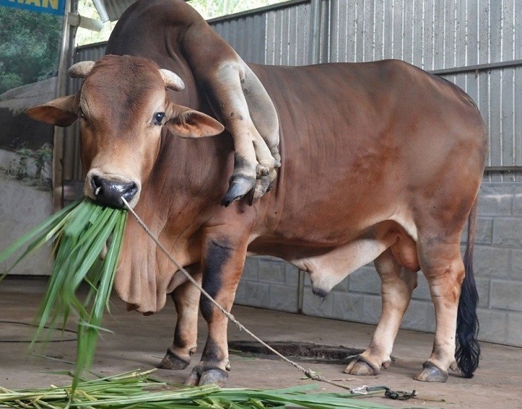 Chú bò độc nhất vô nhị ở Thanh Hóa, được trả gần 6 tỷ đồng nhưng chủ nhân không bán