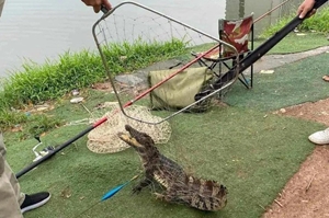 Hà Nội Xuất hiện cá sấu ở hồ Linh Đàm, chính quyền nói từ nơi khác bò tới