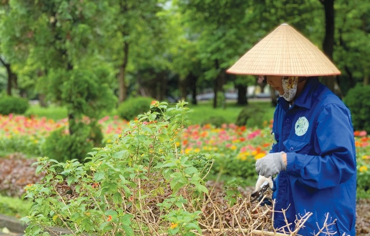 Gói thầu chăm sóc cây xanh 39 tỷ tại Gia Nghĩa Đắk Nông  Hủy thầu vì lý do không ngờ