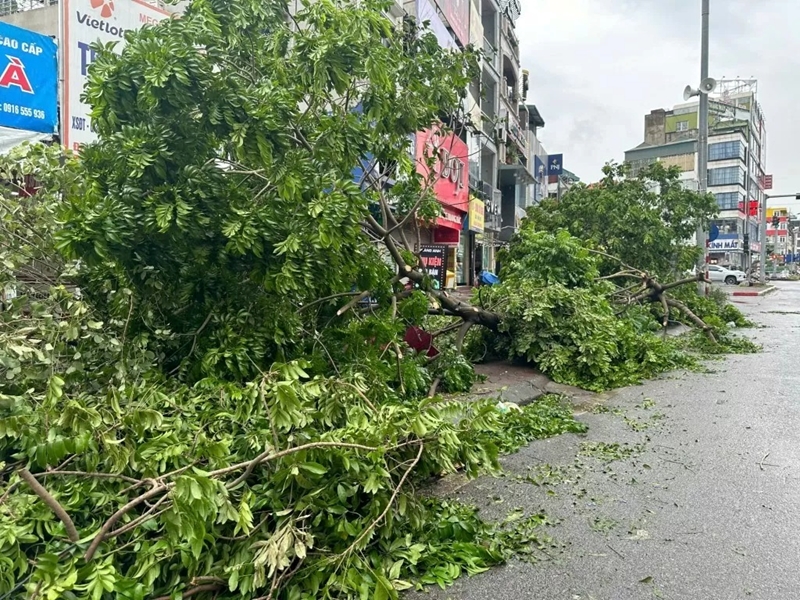 Hà Nội Đấu giá lô gỗ, củi thu hồi do bão số 3 gây ra