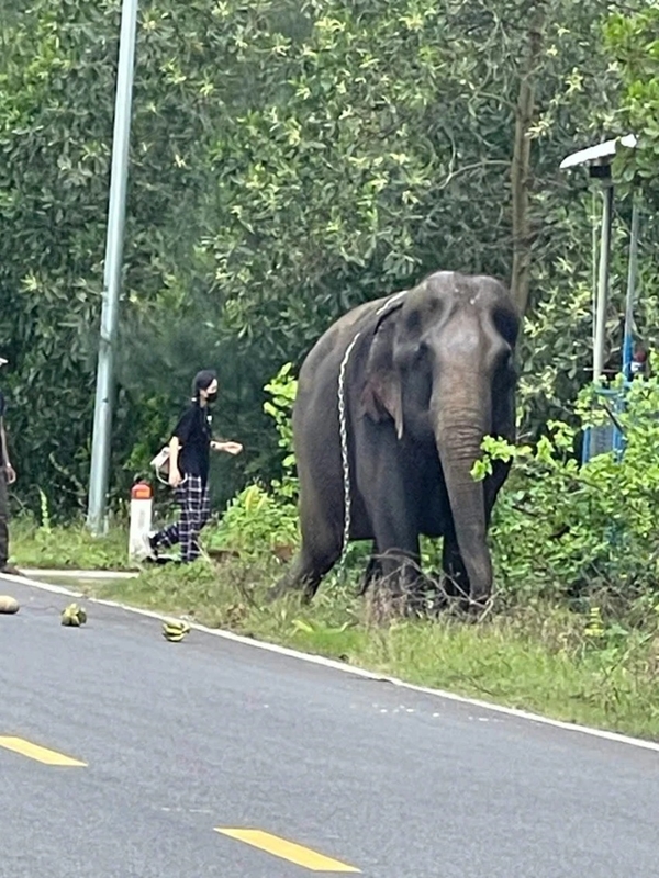 Quảng Nam 1 con voi sổng chuồng lang thang trên đường