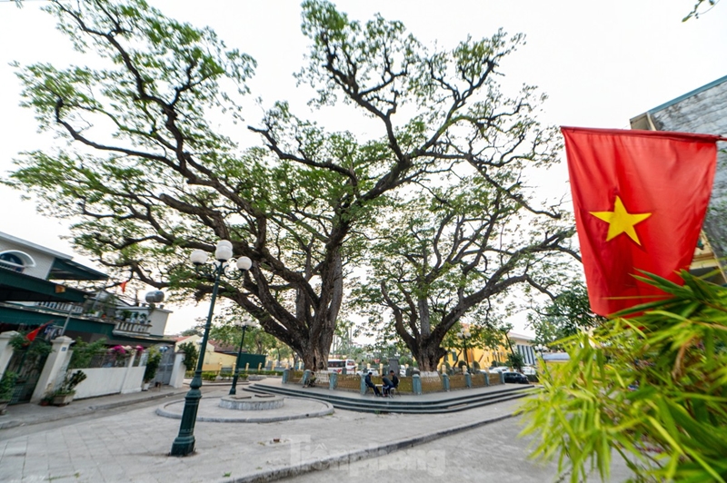 Hai cây lim hơn 700 tuổi, chứng tích chiến thắng Bạch Đằng tại Quảng Yên