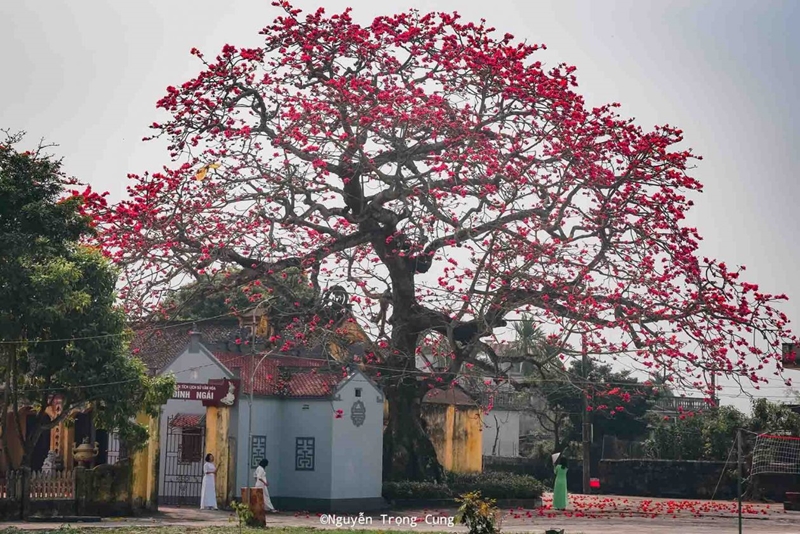 Thăm làng quê Thái Bình mùa hoa gạo nở