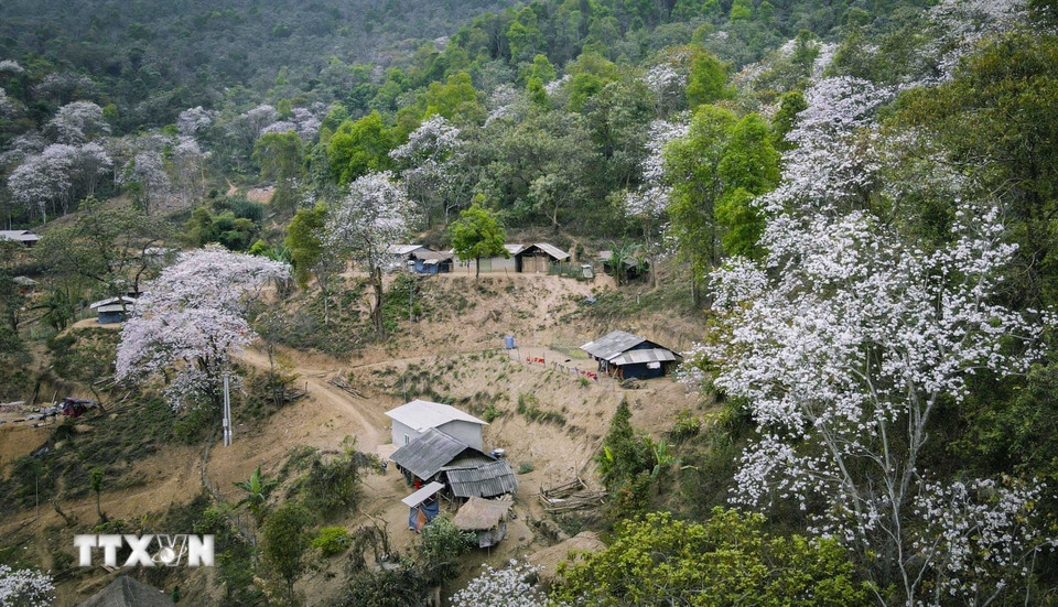 Điện Biên Ngỡ ngàng rừng hoa ban cổ thụ đẹp như cổ tích ở Nặm Cứm