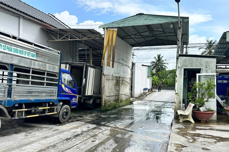 Kiểm tra lò giết mổ heo gia công cho Công ty C P Việt Nam tại Hậu Giang