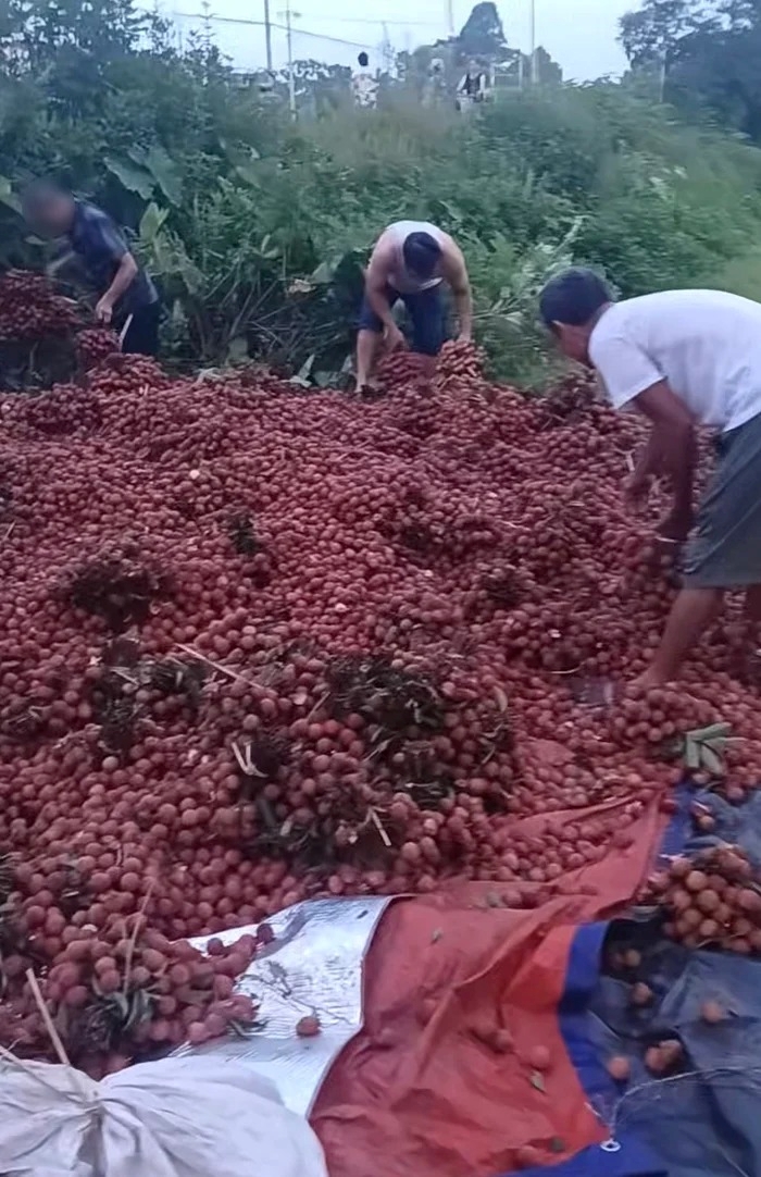 Vụ người dân hôi 4 tấn vải Chủ xe oà khóc nói đây là vải của cháu nhưng không ai để ý