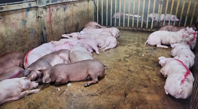 Triệt phá đường dây giết mổ, tiêu thụ thịt lợn nhiễm bệnh quy mô khủng ở Hà Nội