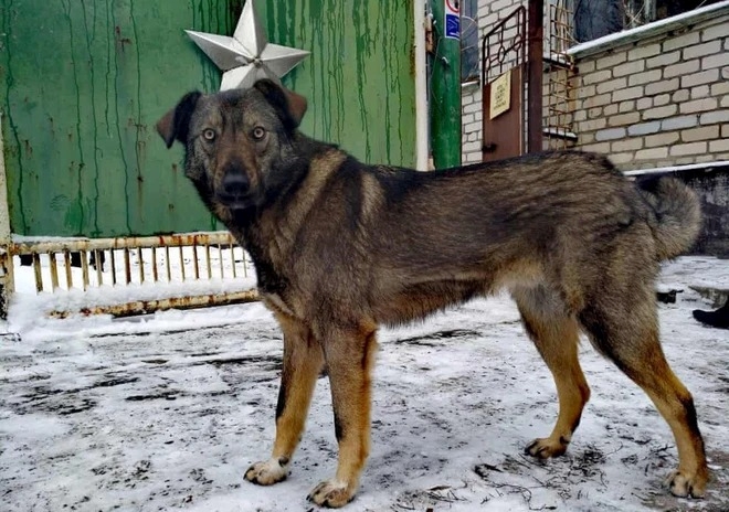 Câu chuyện về những chú chó bị bỏ rơi ở Chernobyl Cô độc giữa mảnh đất chết, vươn lên thành băng đảng chó hoang lớn mạnh nhất vùng