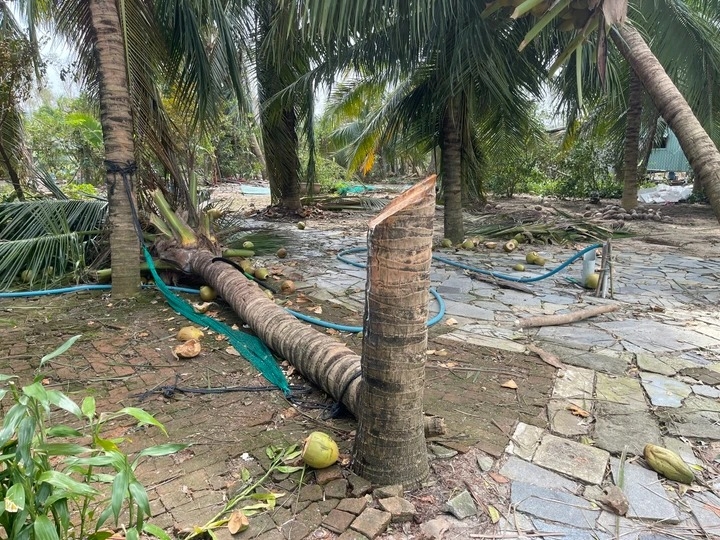Chủ nhân cây dừa bị tôn bay chém đứt thân trong bão số 13 nói gì
