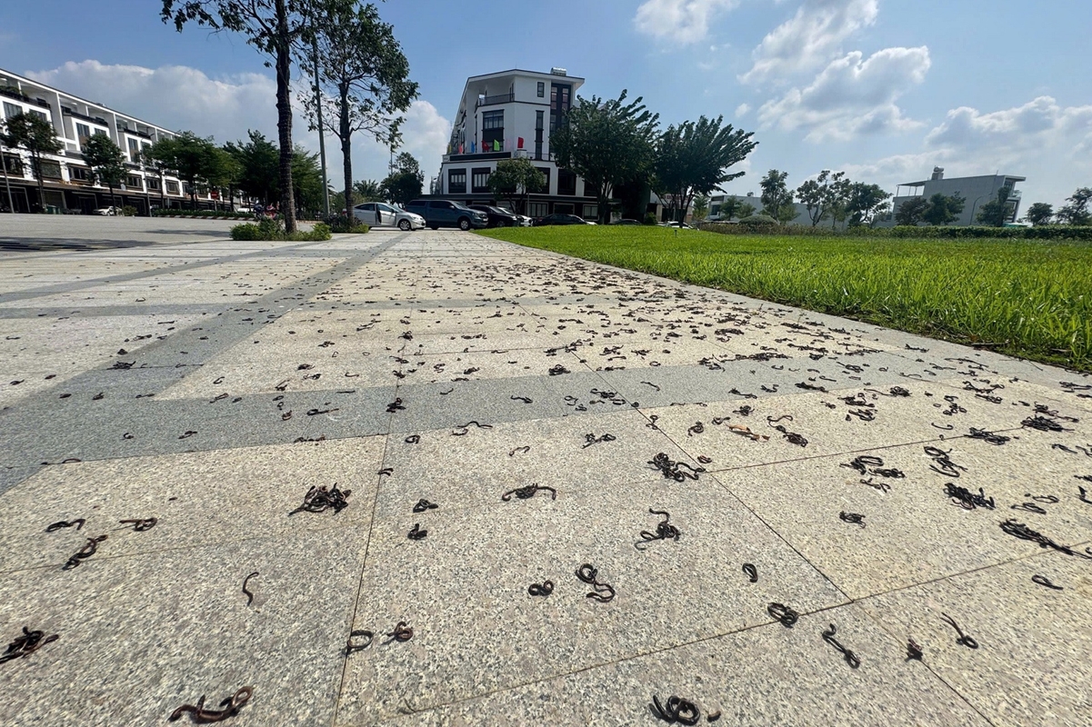 Clip Kinh hãi cảnh giun đất nằm la liệt trên mặt đường ở Đồng Nai