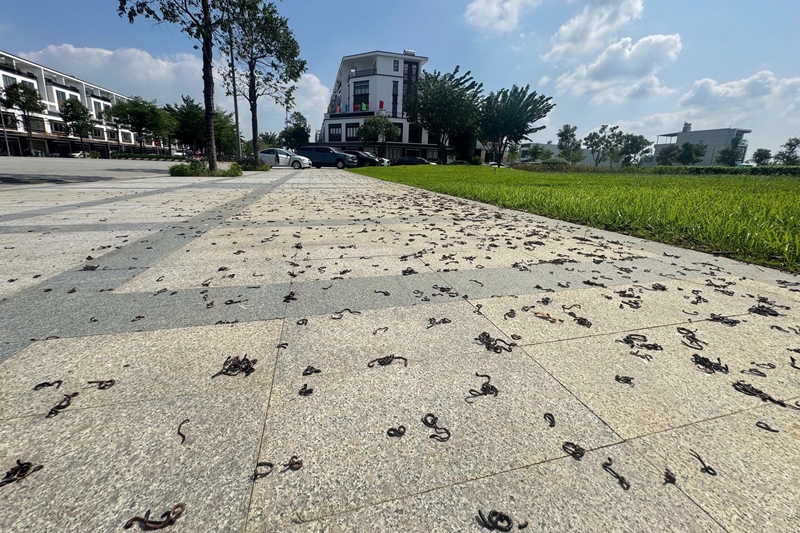 Clip Kinh hãi cảnh giun đất nằm la liệt trên mặt đường ở Đồng Nai