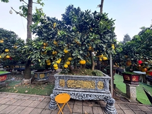 Hai chậu bưởi Diễn khổng lồ gần 800 quả khiến ai đi qua cũng phải ngoái nhìn