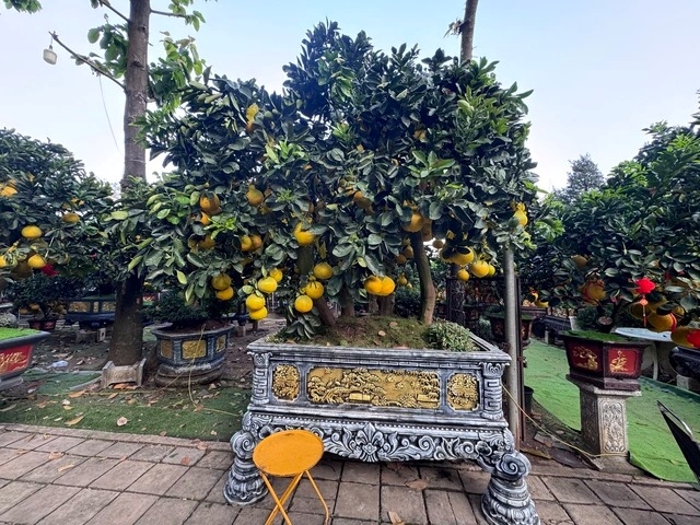 Hai chậu bưởi Diễn khổng lồ gần 800 quả khiến ai đi qua cũng phải ngoái nhìn