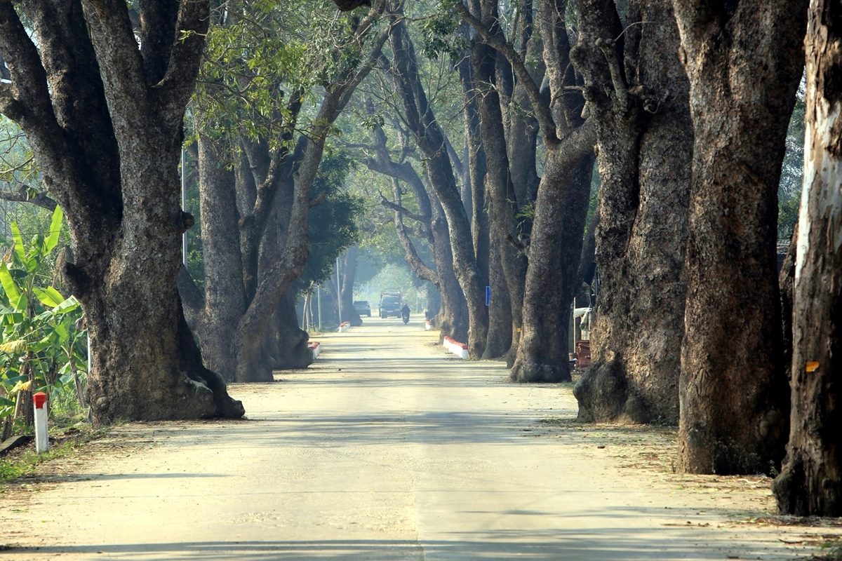 Ngắm hàng cây xà cừ trăm năm hiếm có ở làng quê xứ Thanh