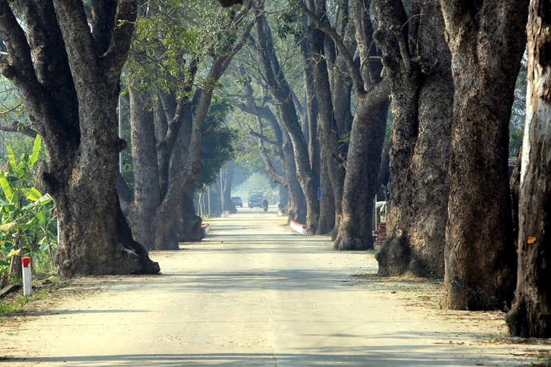 Ngắm hàng cây xà cừ trăm năm hiếm có ở làng quê xứ Thanh