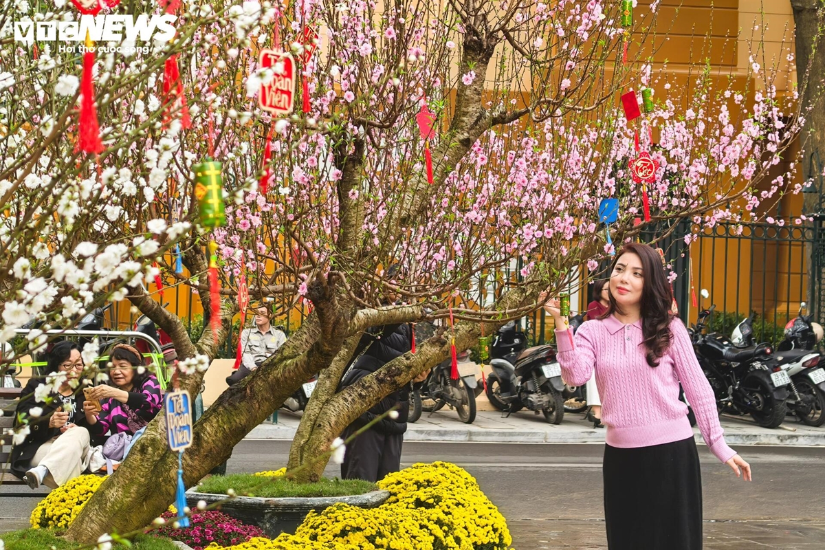 Hơn 300 gốc đào quý từ khắp miền Bắc cùng khoe sắc bên Hồ Gươm