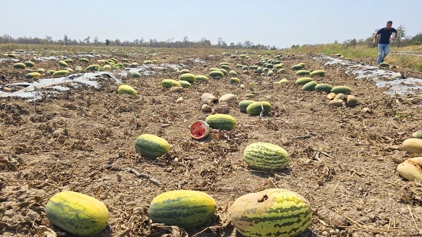500 sào dưa hấu đã cọc 7,5 tỉ đồng bỏ chỏng chơ để trâu bò ăn