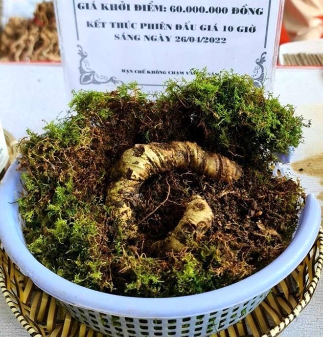 Kiểm định ADN sâm Ngọc Linh để chấm dứt niềm tin cảm tính