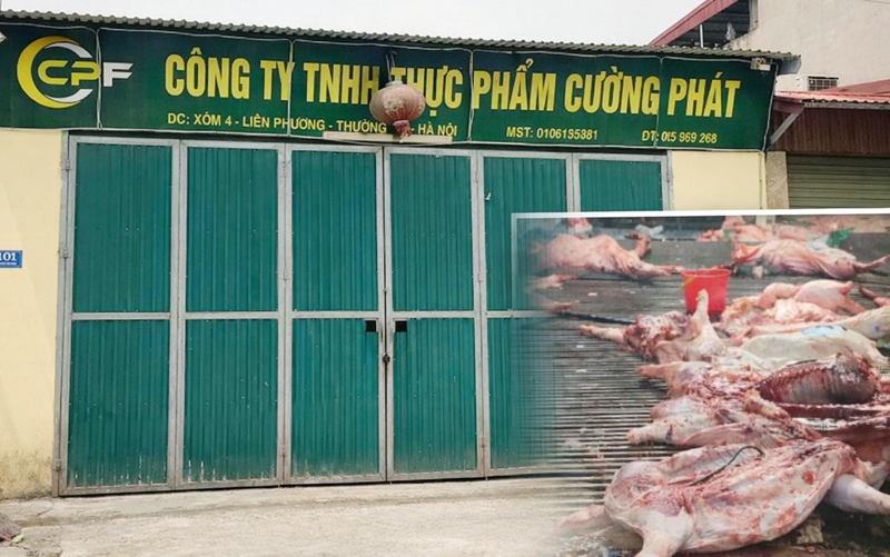 Vụ 300 tấn lợn bệnh Nhiều trường ở Bắc Ninh dừng ăn bán trú