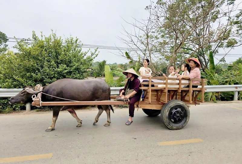 Khám phá làng cổ Đường Lâm bằng xe trâu Thêm trải nghiệm, tăng sức hút du khách