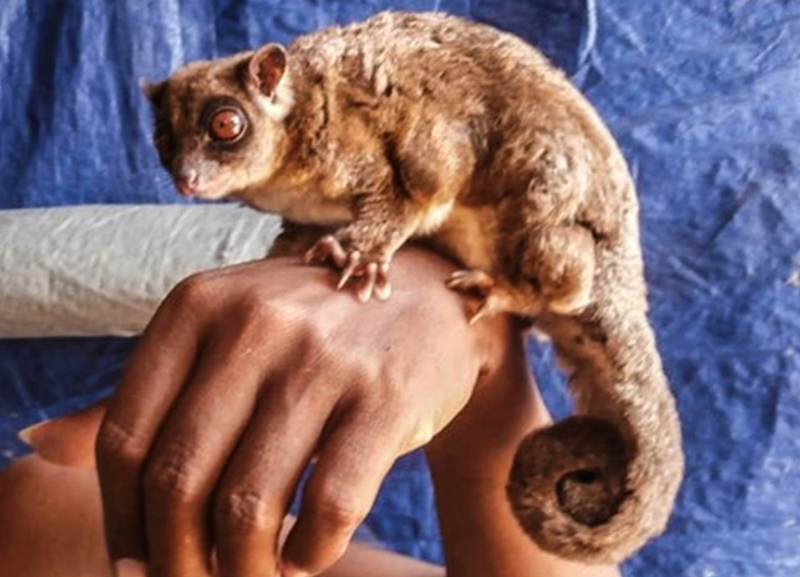 2 loài “tuyệt chủng 6 000 năm” bất ngờ sống lại ở Đông Nam Á, có gì đặc biệt