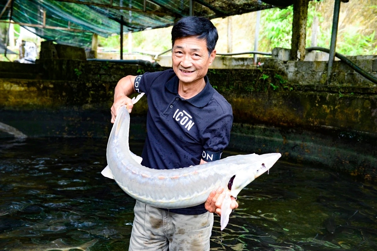 Người đàn ông ở Thanh Hóa chi tiền tỷ dẫn nước từ đỉnh Pù Rinh nuôi cá tầm