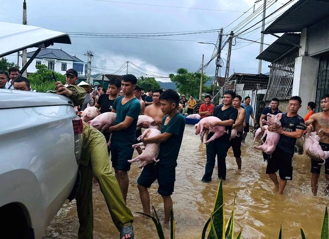 Hàng chục người giải cứu đàn lợn ra khỏi dòng nước lũ